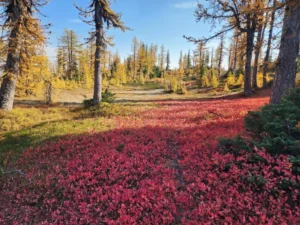 grass hopper trail