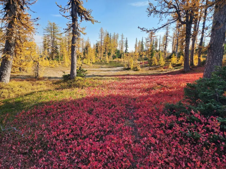 grass hopper trail
