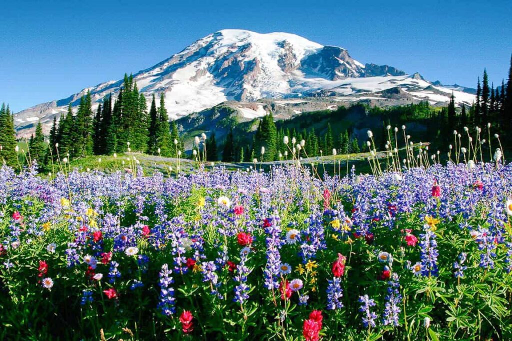 mt-raininer-blooming jpg